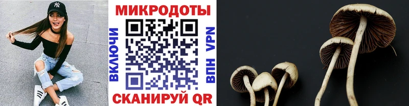 Галлюциногенные грибы Psilocybe  Чебаркуль 